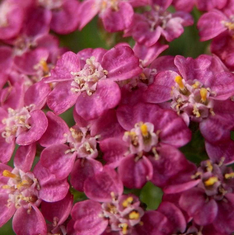 Achillea millefolium 'FLORACHRO1'  - Milly Rock™ Rose Yarrow