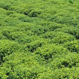 Ilex crenata 'Soft-Touch'  - Soft Touch Japanese Holly