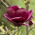 Magnolia x 'Genie'  - Genie Magnolia