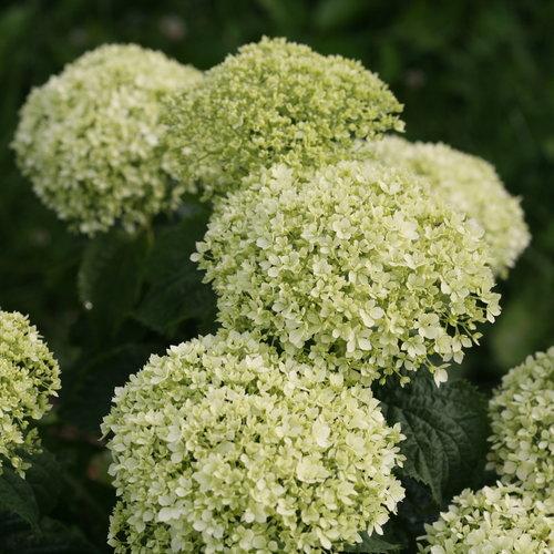 Hydrangea arborescens 'NCHA8'  - Invincibelle® Limetta Smooth Hydrangea