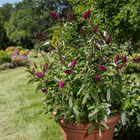Buddleia davidii 'PIIBD-II' PP26,278  - First Editions® Funky Fuchsia™ Butterfly Bush