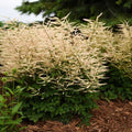 Aruncus 'Chantilly Lace'  - Chantilly Lace Goat's Beard