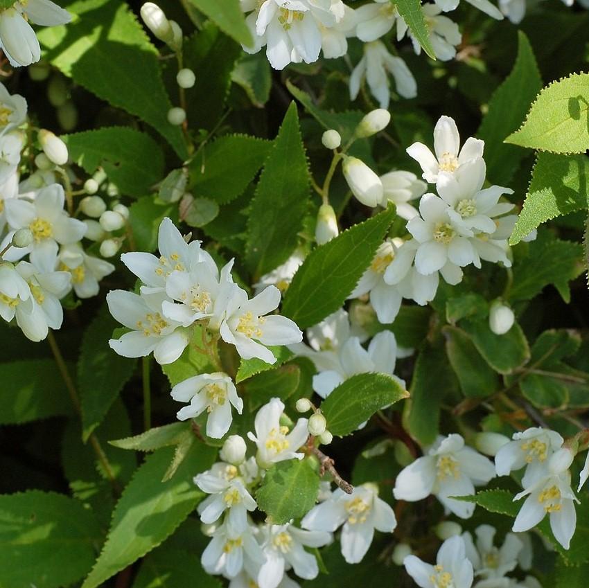 Deutzia gracilis 'Nikko'  - Dwarf Nikko Deutzia