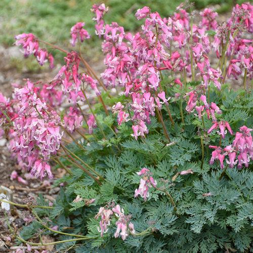 Dicentra 'Pink Diamonds'  - Pink Diamonds Bleeding Heart