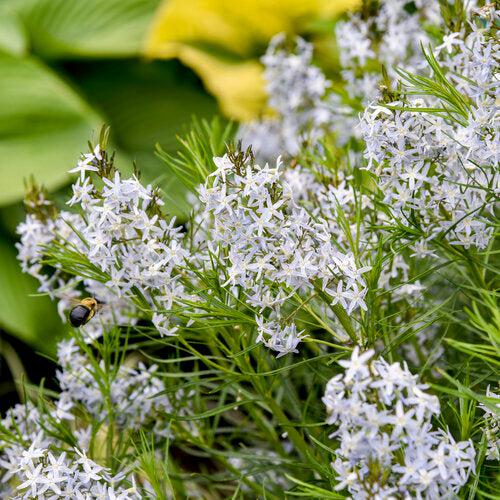 Amsonia 'String Theory'  - String Theory Blue Star