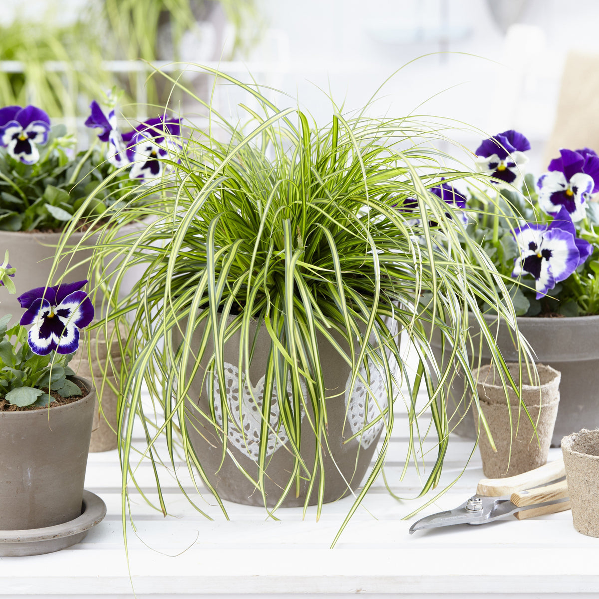 Carex oshimensis 'Eversheen' PP25938  - Evercolor® Eversheen Variegated Sedge