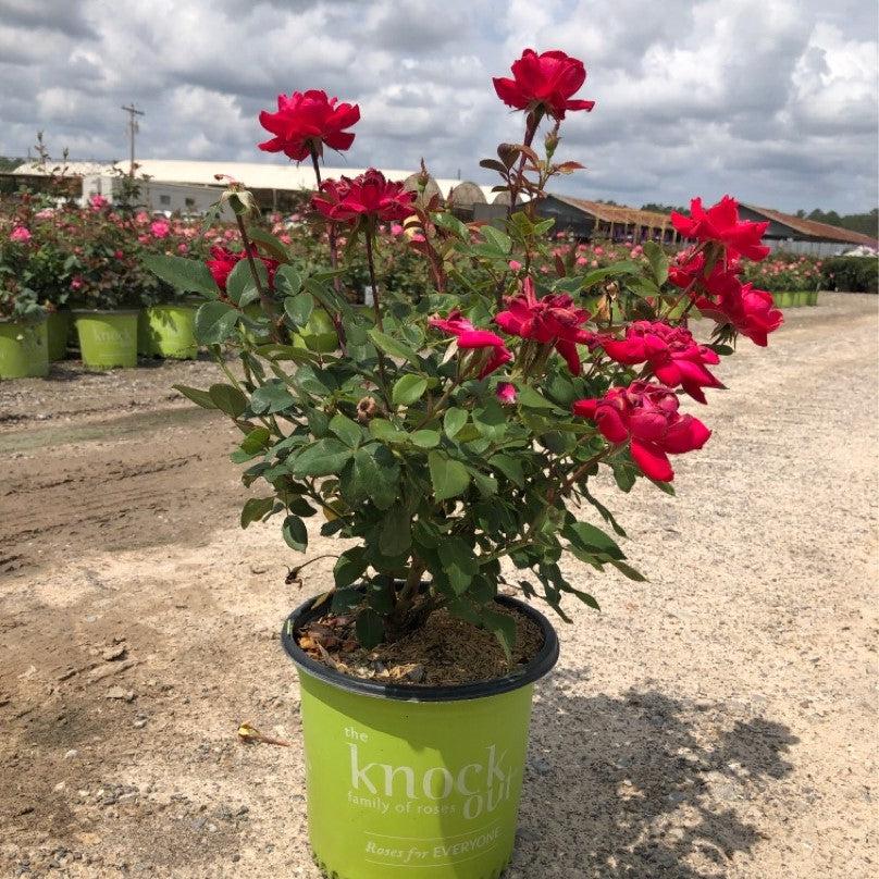 Rosa ‘Radtko’ PP 16,202  - Double Knock Out® Rose