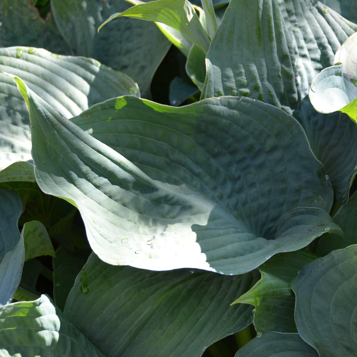 Hosta sieboldiana 'Elegans'  - Elegans Hosta