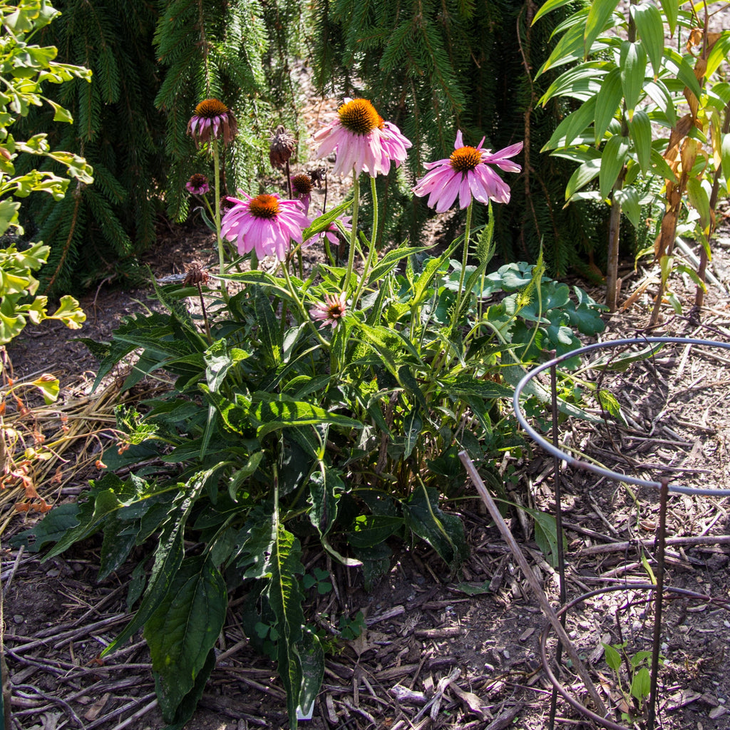 Echinacea purpurea 'Rubinstern'  - Ruby Star Echinacea