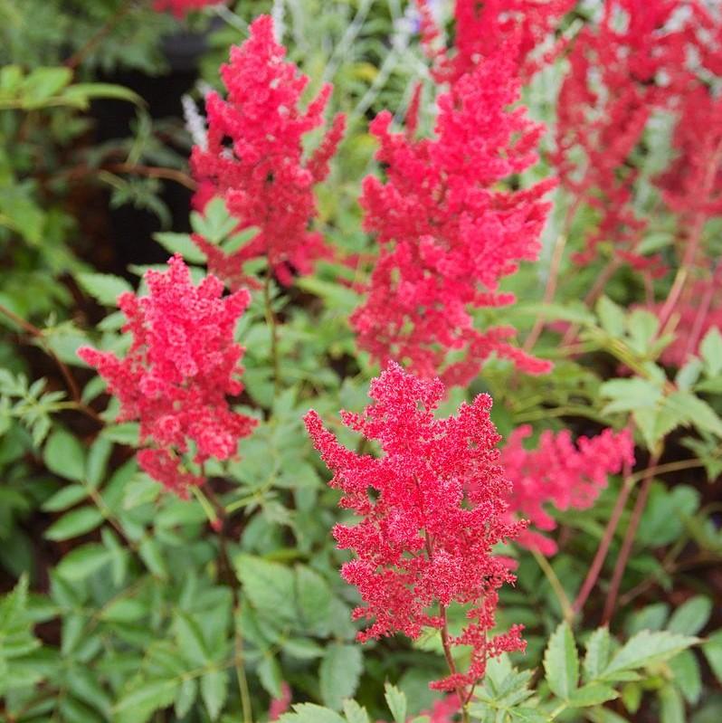Astilbe x arendsii 'Fanal'  - Fanal Astilbe