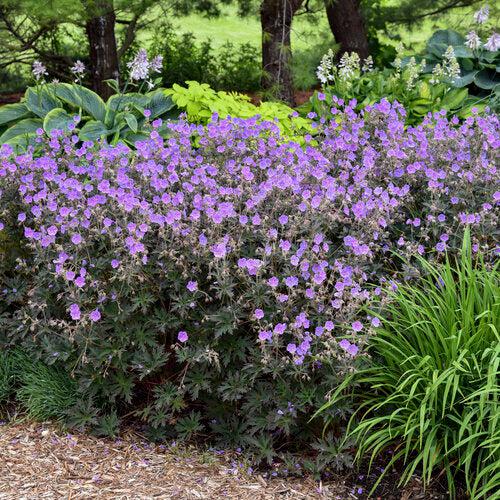Geranium pratense 'Boom Chocolatta'  - Boom Chocolatta Cranesbill