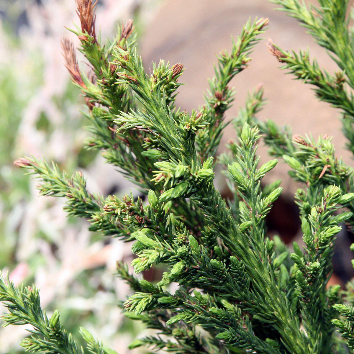 Cryptomeria japonica 'Black Dragon'  - Black Dragon Japanese Cedar