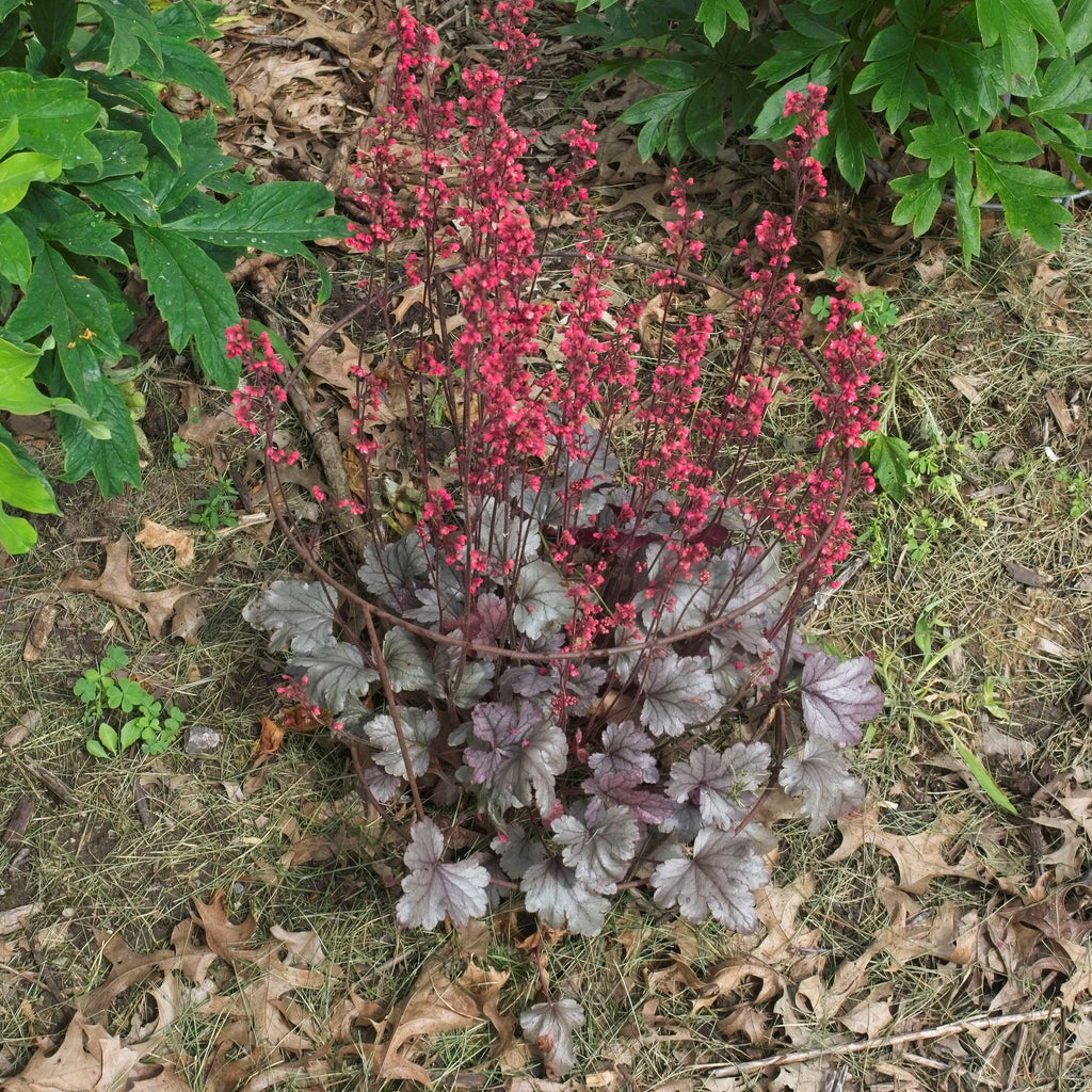 Heuchera 'Silver Gumdrop' PP29207  - Dolce® Silver Gumdrop Heuchera