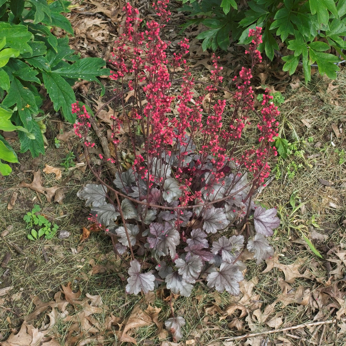 Heuchera 'Silver Gumdrop' PP29207  - Dolce® Silver Gumdrop Heuchera