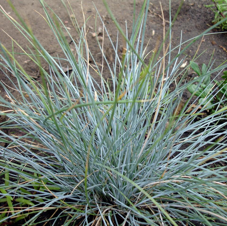 Festuca glauca 'Elijah Blue'  - Blue Fescue