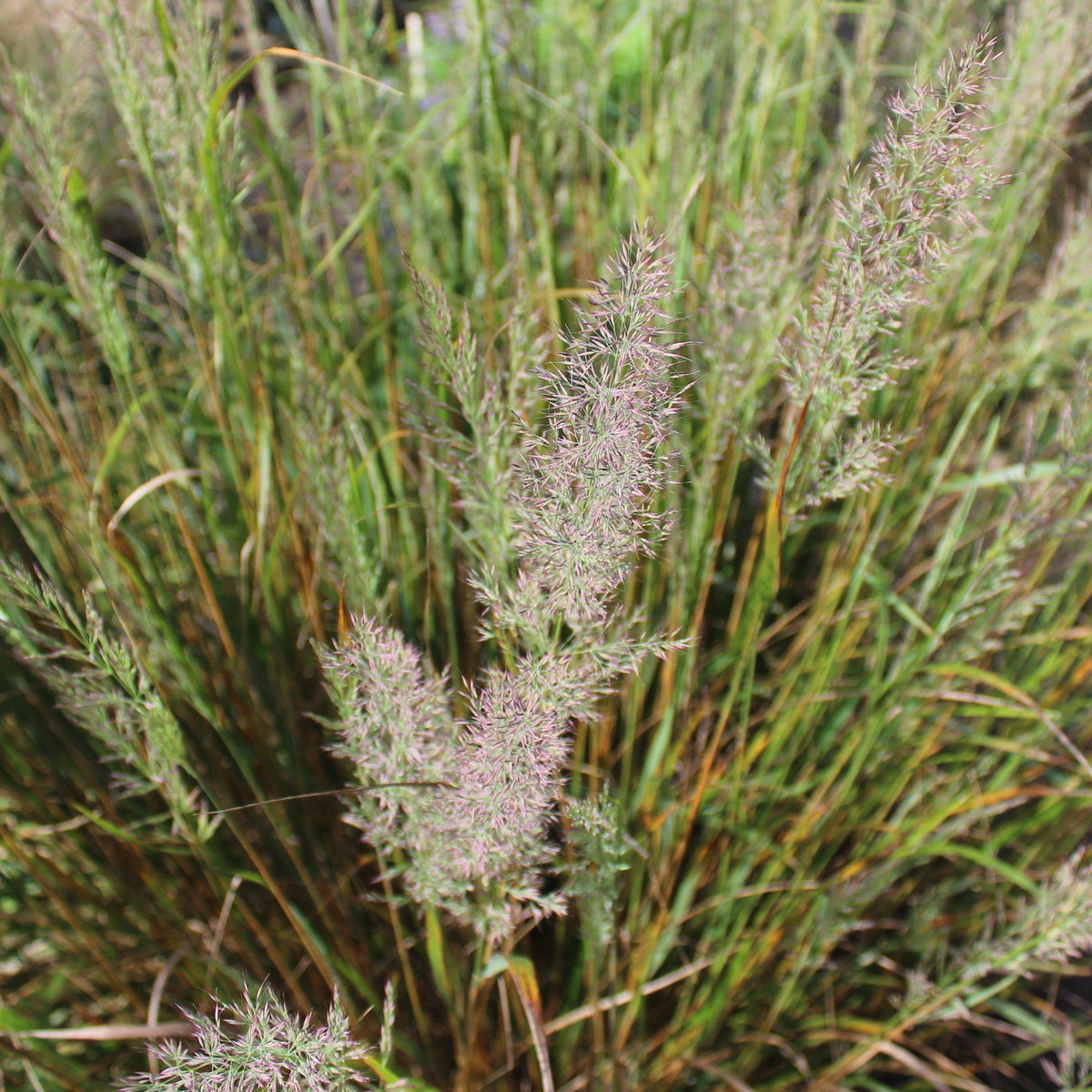 Calamagrostis brachytricha  - Reed Grass