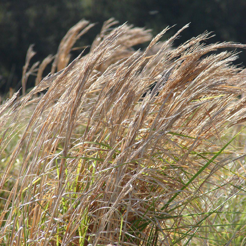 Andropogon virginicus  - Broomsedge, Yellow Bluestem