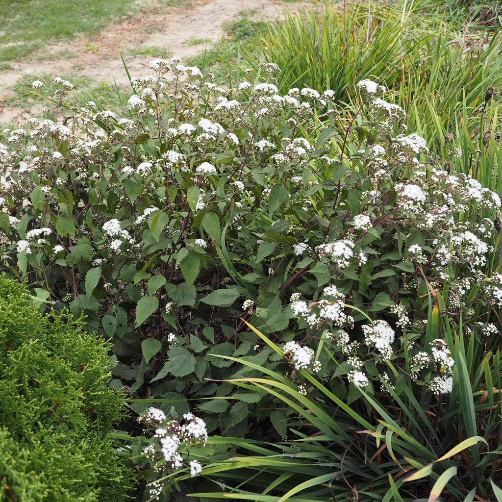 Eutrochium rugosum 'Chocolate'  - Chocolate Snakeroot
