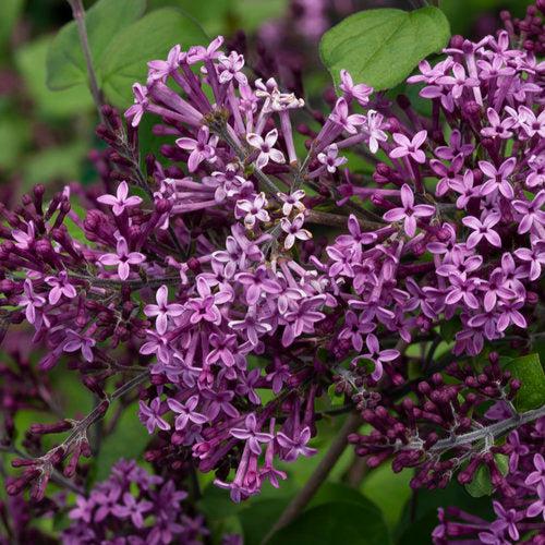 Syringa x 'SMSJBP7'  - Bloomerang® Dark Purple Lilac