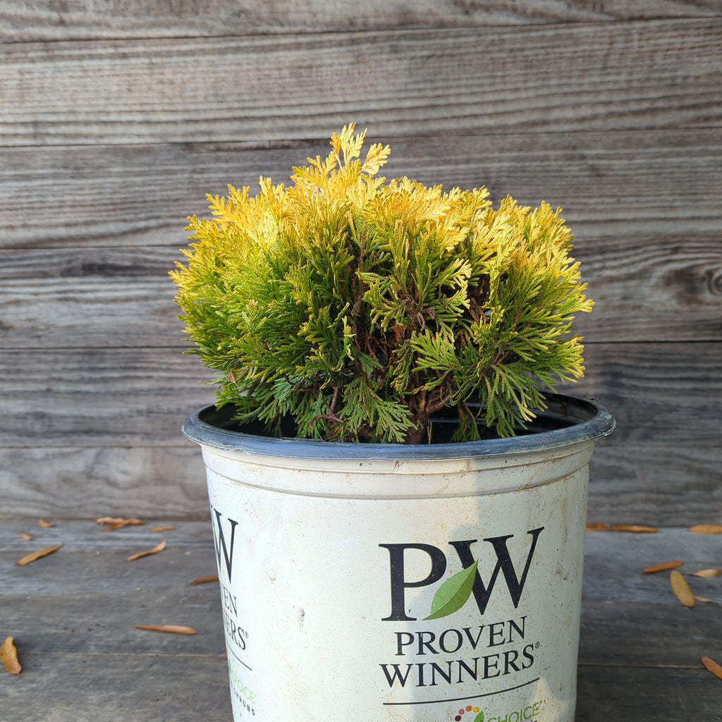 Thuja occidentalis 'Anna van Vloten' USPP 25,868  - Anna's Magic Ball® Arborvitae