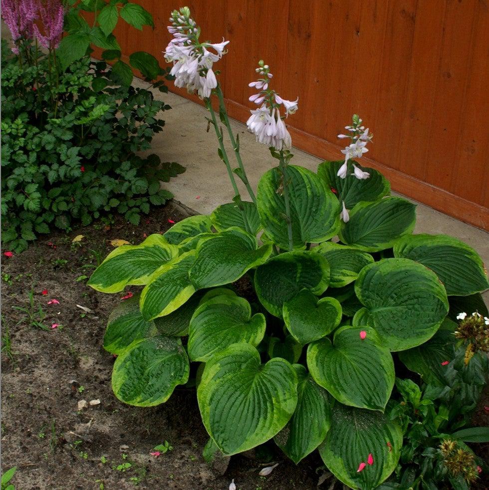 Hosta 'Frances Williams'  - Frances Williams Hosta