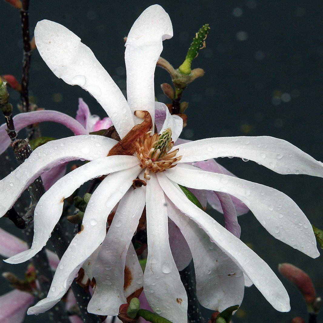 Magnolia loebneri 'Leonard Messel'  - Leonard Messel Magnolia