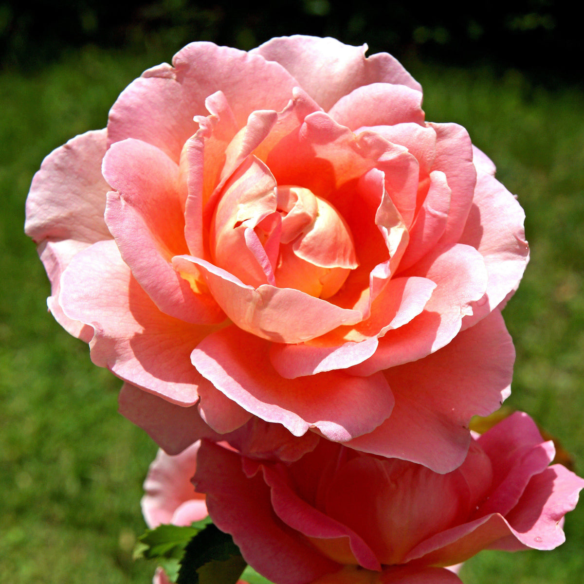 Rosa ‘Radral’ PP 19,803  - Coral Knock Out® Rose