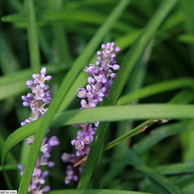 Liriope muscari 'Big Blue'  - Big Blue Lily Turf