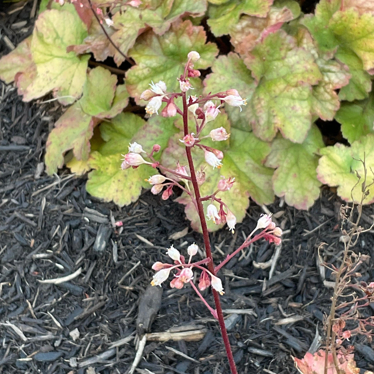 Heuchera 'Toffee Tart' PP33,694  - Dolce® Toffee Tart Heuchera