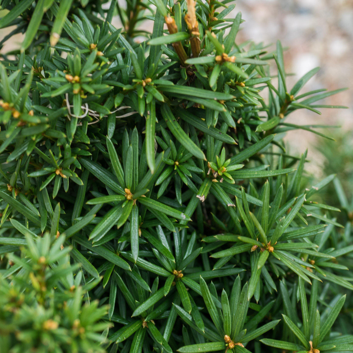Taxus × media 'Hicksii'  - Hick's Yew