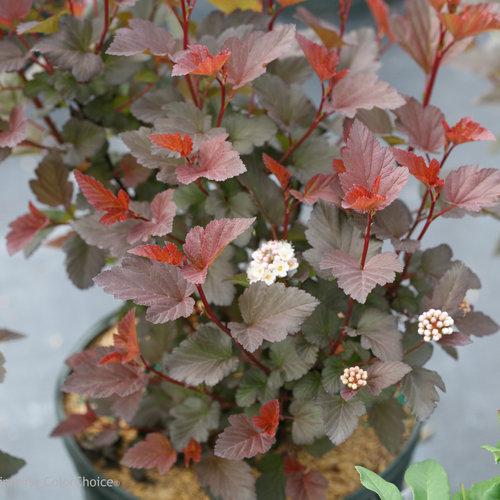 Physocarpus opulifolius 'SMNPOBLR' USPP 28,695  - Ginger Wine™ Ninebark