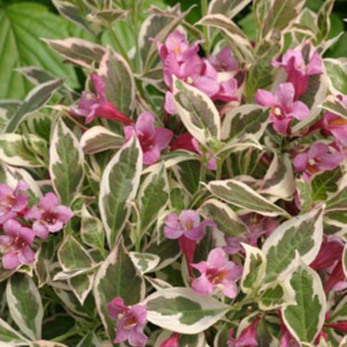 Weigela florida 'Verweig'  - My Monet® Weigela