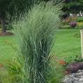 Panicum virgatum 'Totem Pole' 29,951  - Prairie Winds® Totem Pole Switch Grass