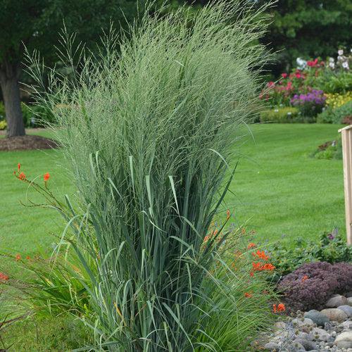 Panicum virgatum 'Totem Pole' 29,951  - Prairie Winds® Totem Pole Switch Grass