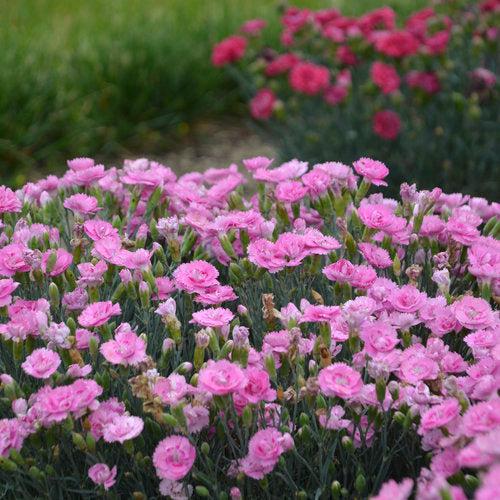 Dianthus 'Sweetie Pie'  - Fruit Punch® Sweetie Pie Dianthus