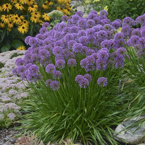 Allium 'Millenium'  - Millenium Ornamental Onion