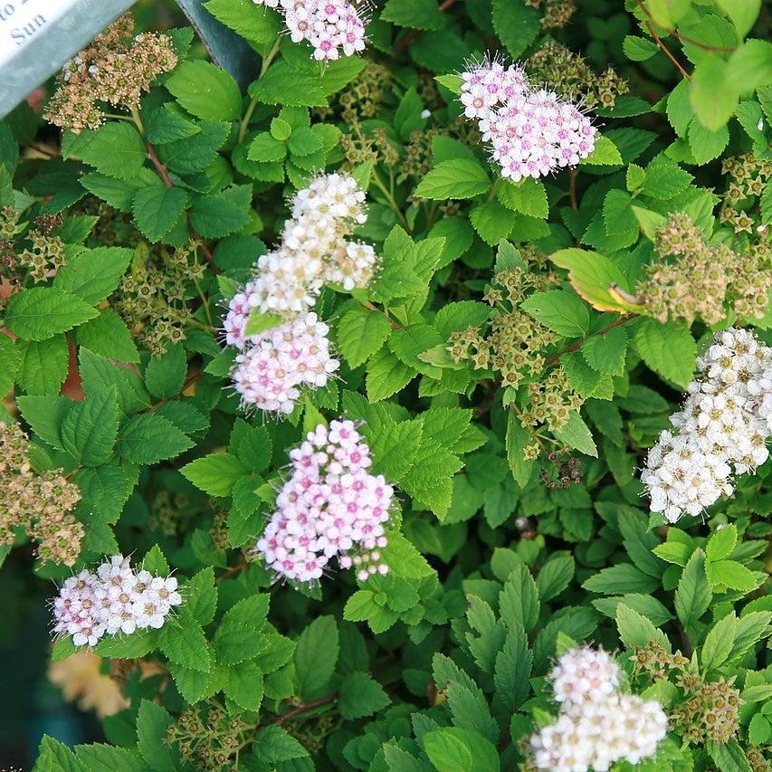 Spiraea japonica 'Little Princess'  - Little Princess Spirea