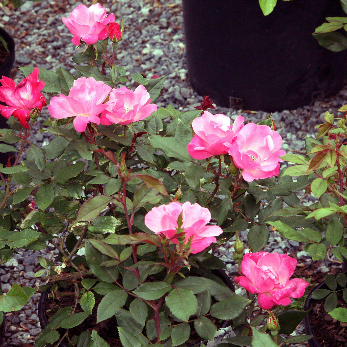 Rosa ‘Radcon’ PP#15,070  - Pink Knock Out® Rose