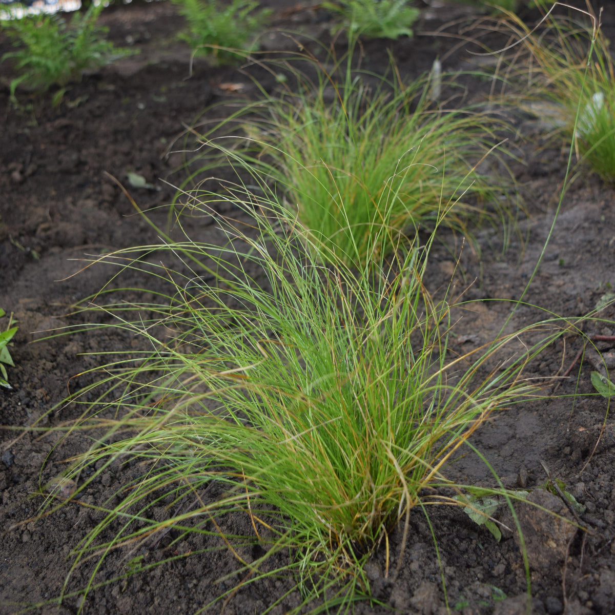 Carex appalachica  - Appalachian Sedge