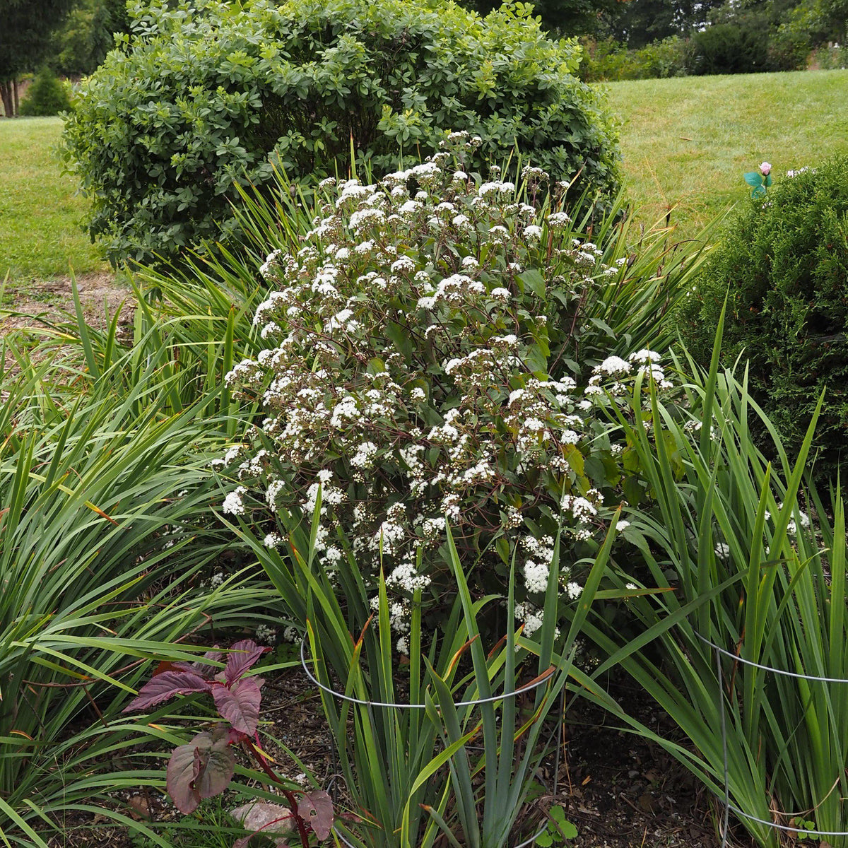 Eutrochium rugosum 'Chocolate'  - Chocolate Snakeroot