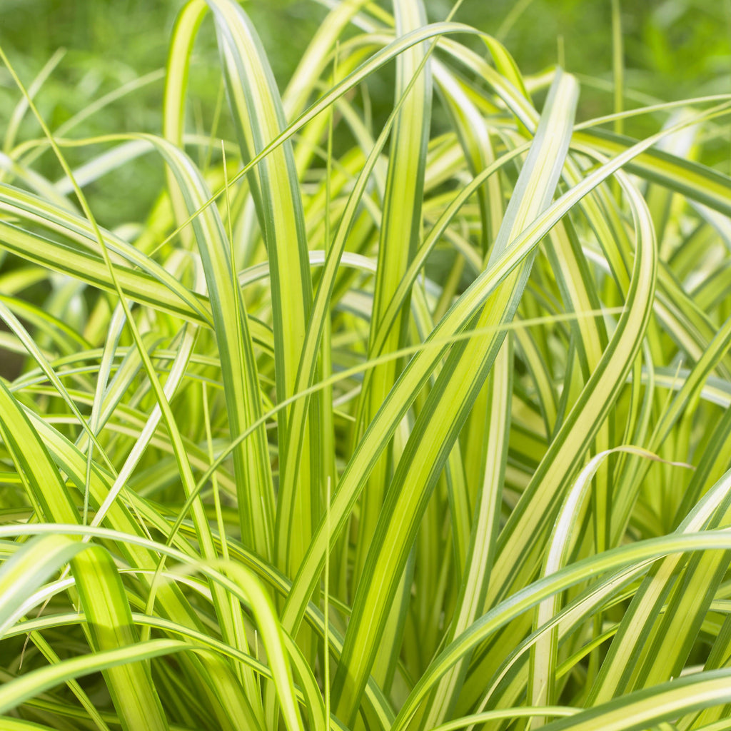 Carex oshimensis 'Eversheen' PP25938  - Evercolor® Eversheen Variegated Sedge