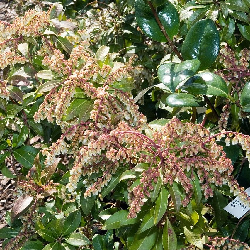 Pieris japonica 'Mountain Fire'  - Mountain Fire Pieris