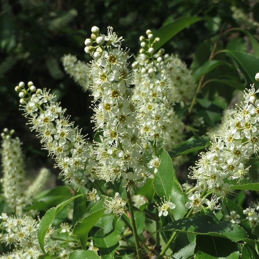 Prunus serotina  - Black Cherry