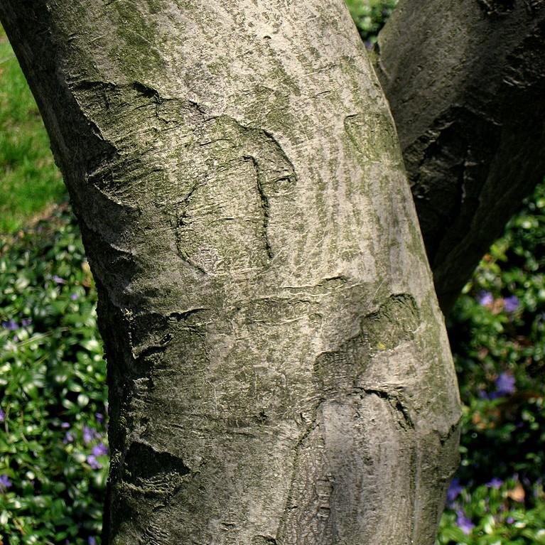 Amelanchier canadensis  - Shadblow Serviceberry