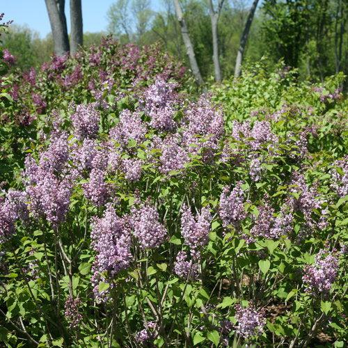 Syringa x hyacinthiflora 'SMNSHBBL'  - Scentara® Double Blue Lilac