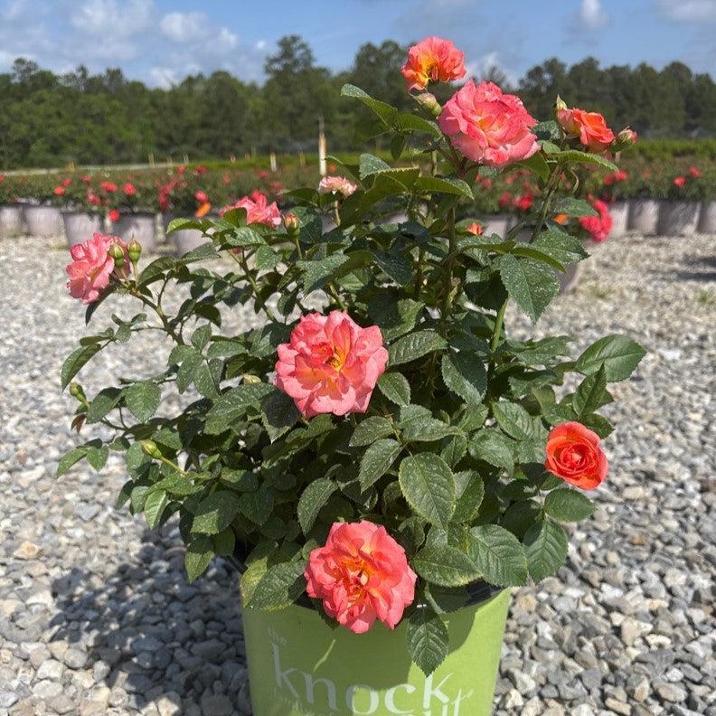Rosa 'Radslam' PP 35,826  - Orange Glow™ Knock Out® Rose