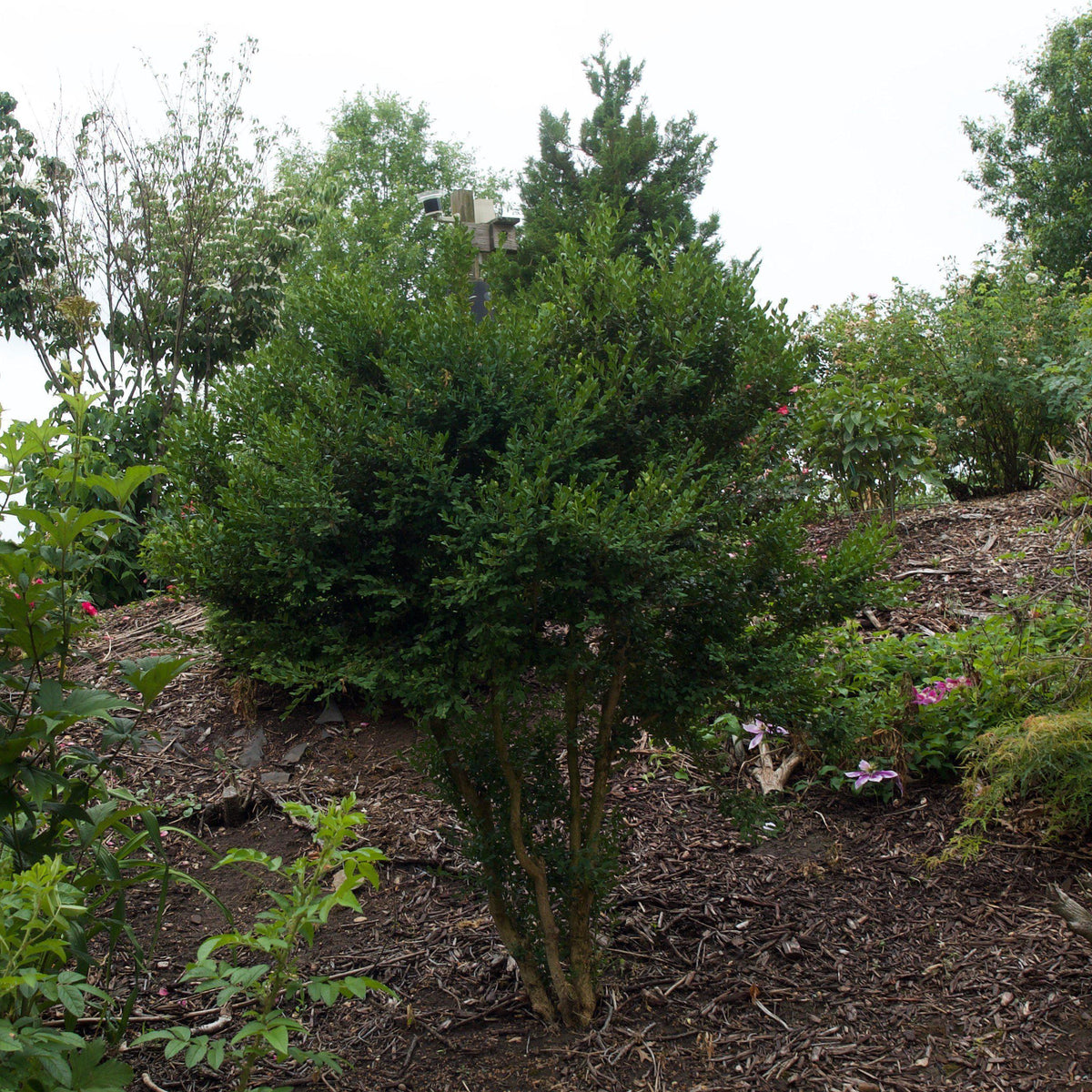 Buxus microphylla var. japonica 'Winter Gem'  - Winter Gem Boxwood