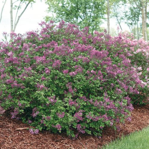 Syringa x 'SMSJBP7'  - Bloomerang® Dark Purple Lilac