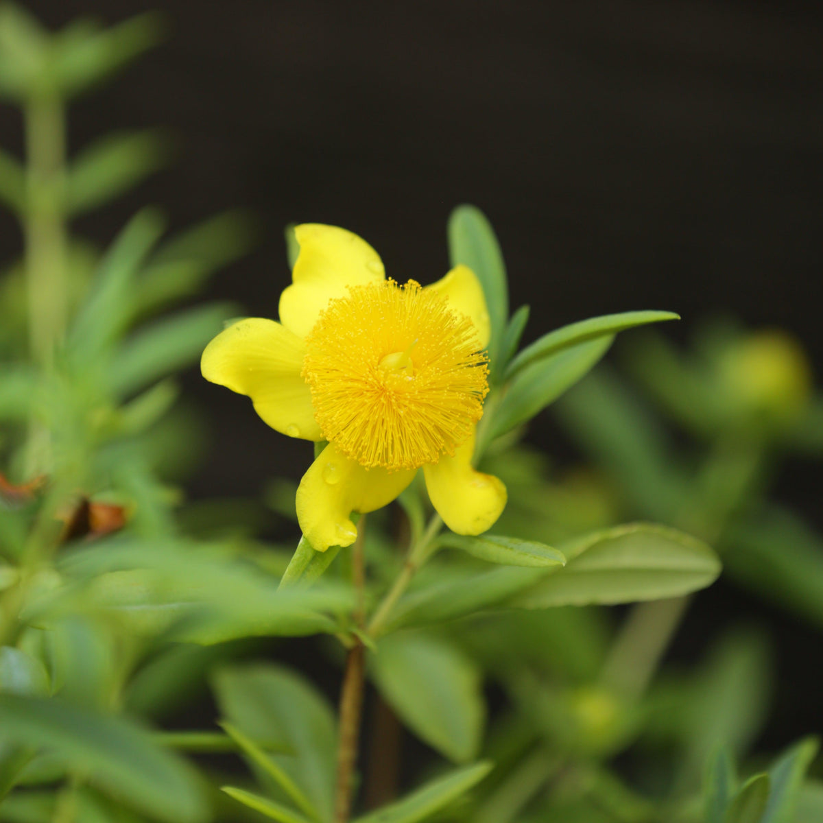 Hypericum frondosum 'Sunburst'  - Sunburst St. John's Wort