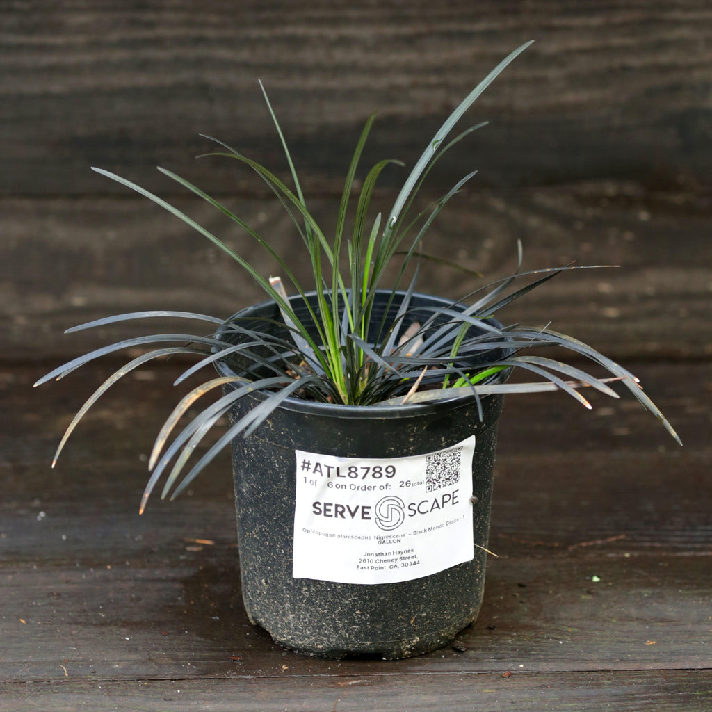 Ophiopogon planiscapus 'Nigrescens'  - Black Mondo Grass